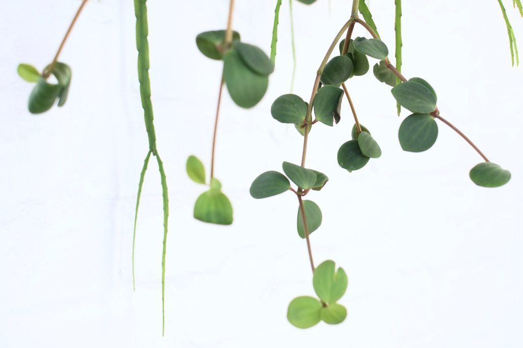 Peperomia hope