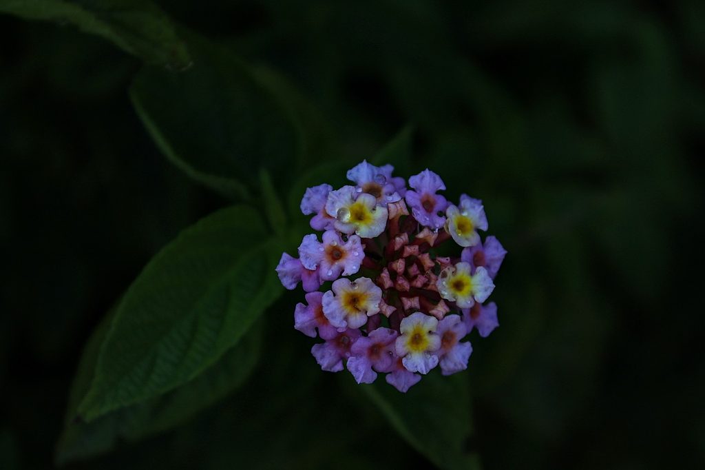 Pink and white frogfruit flowers
