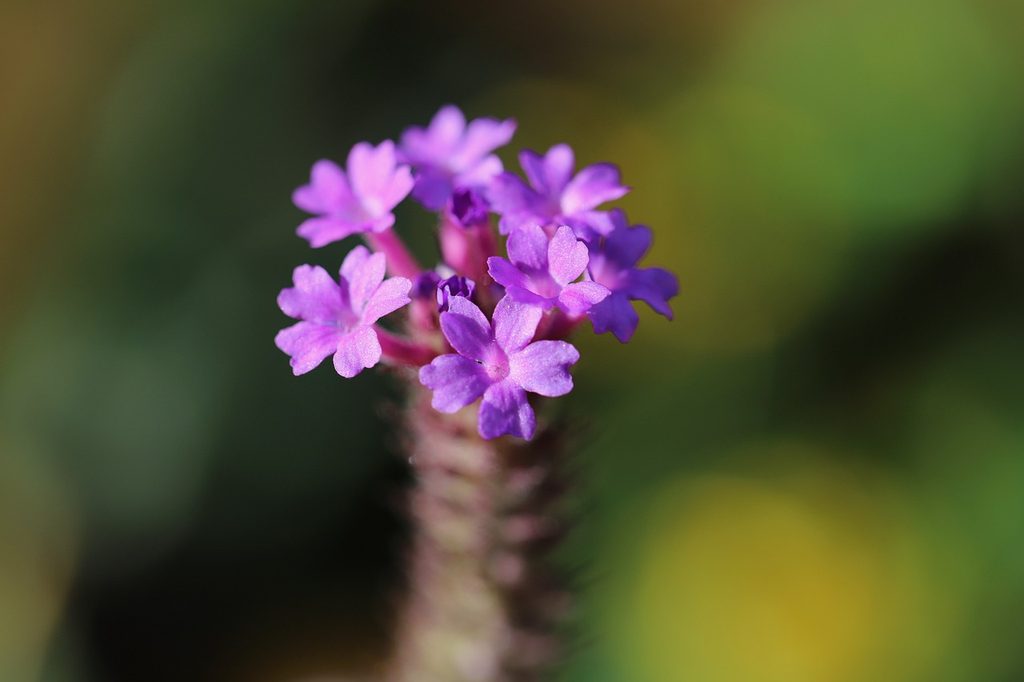 Purple verbena flowers
