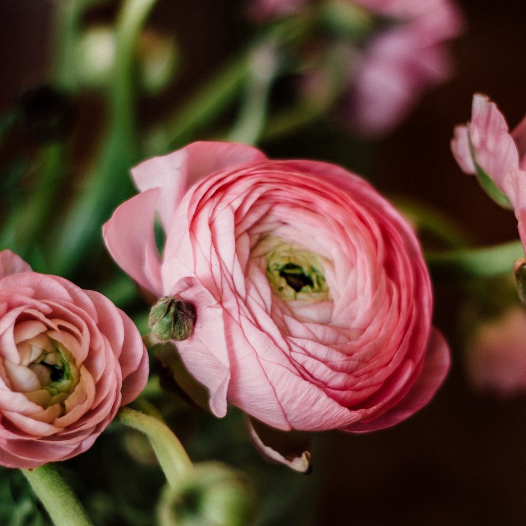 Flor Ranunculus Growing and Caring for Ranunculus Flowers in Your Garden | HappySprout