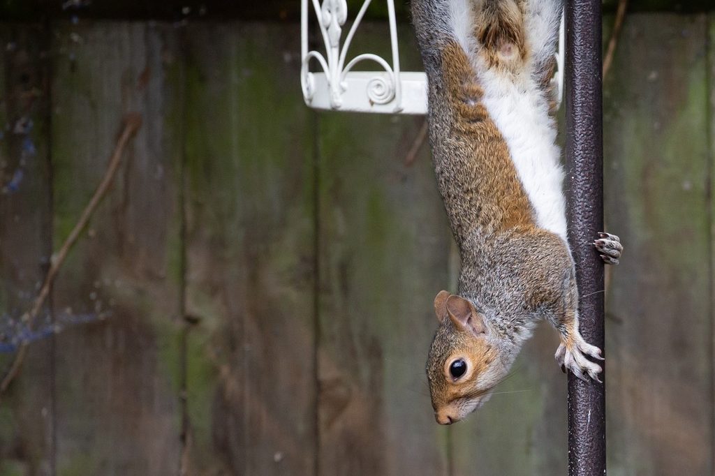 A squirrel climbing the pole of a bird feeder