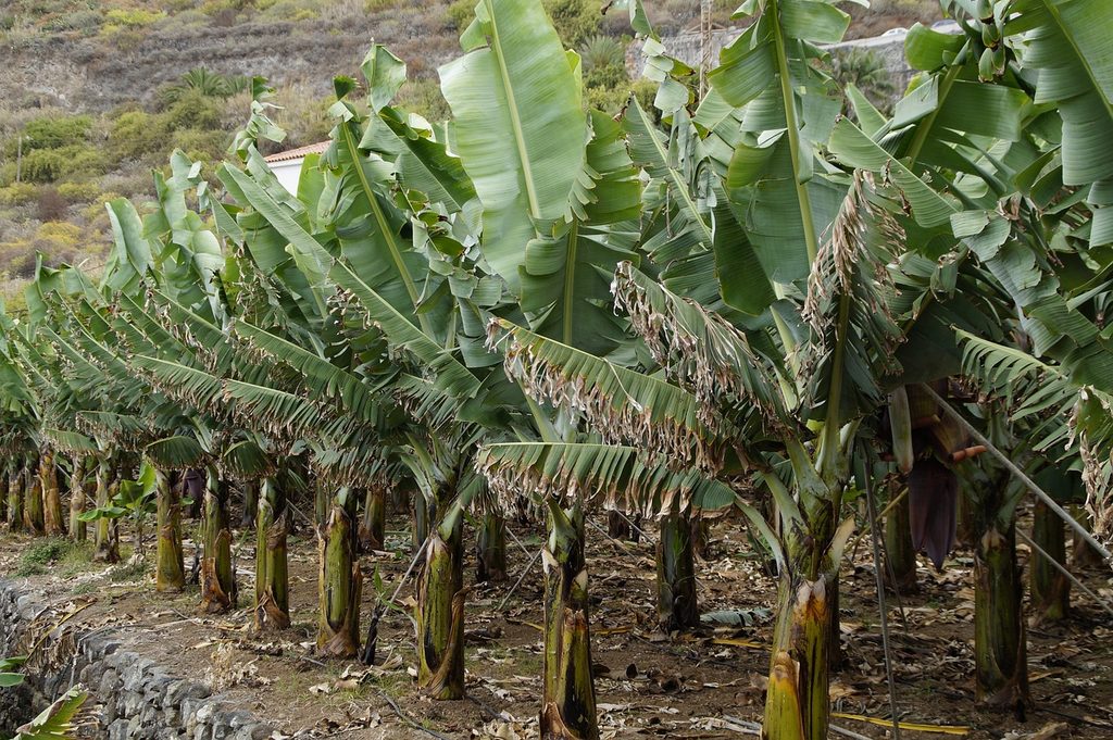 Rows of young banana trees