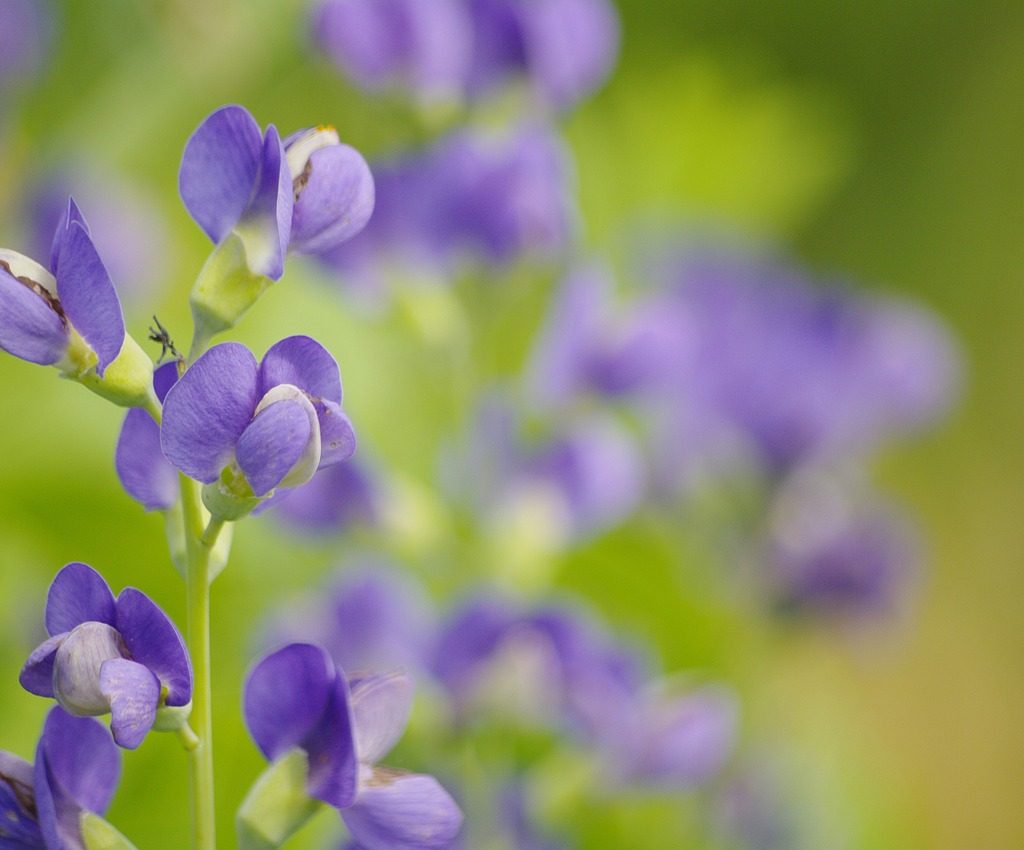 Blue baptisia flower