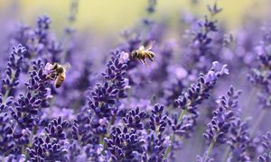 Bees pollinating lavender flowers