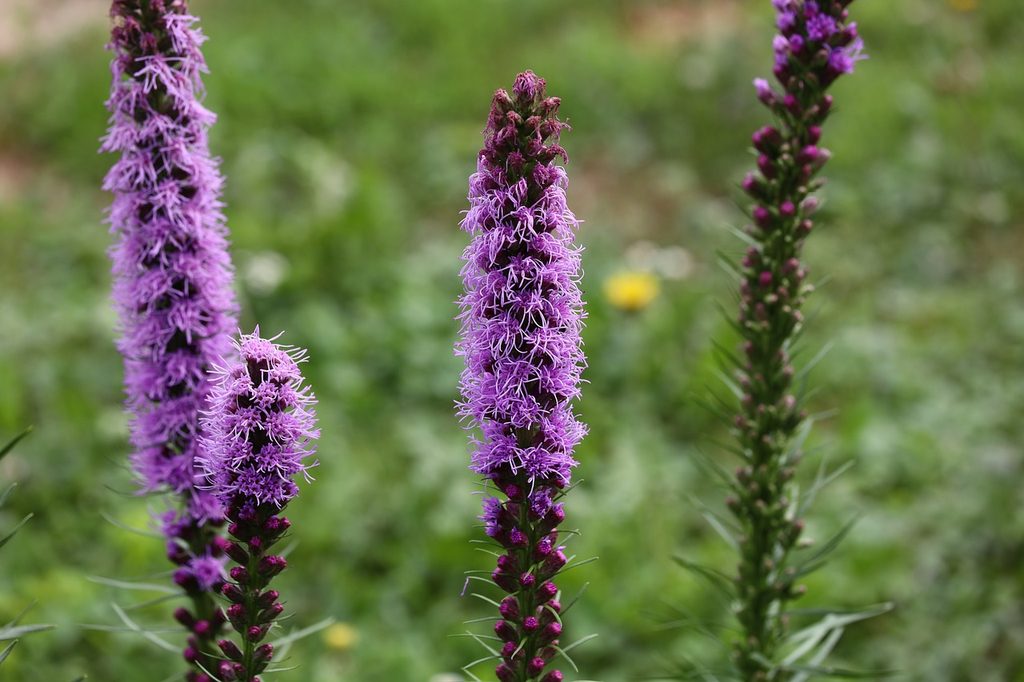 Purple liatris blazing star flowers