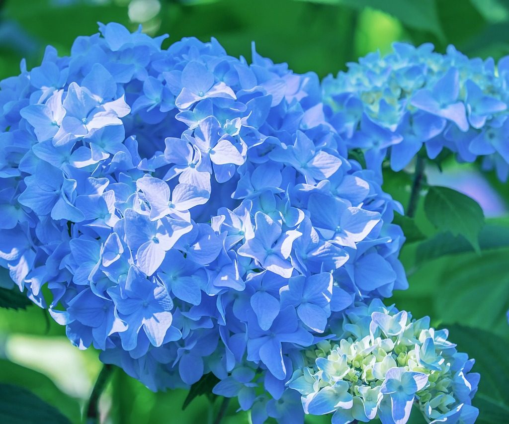 Bright blue hydrangea flowers