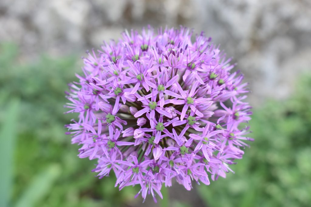 Purple allium flowerhead