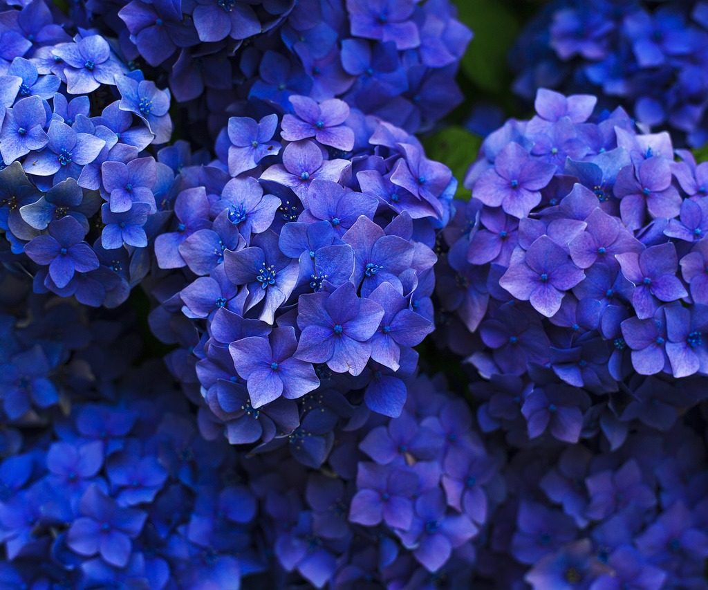 Dark blue hydrangea flowers