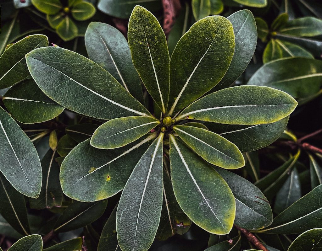 A pittosporum shrub with dark green leaves