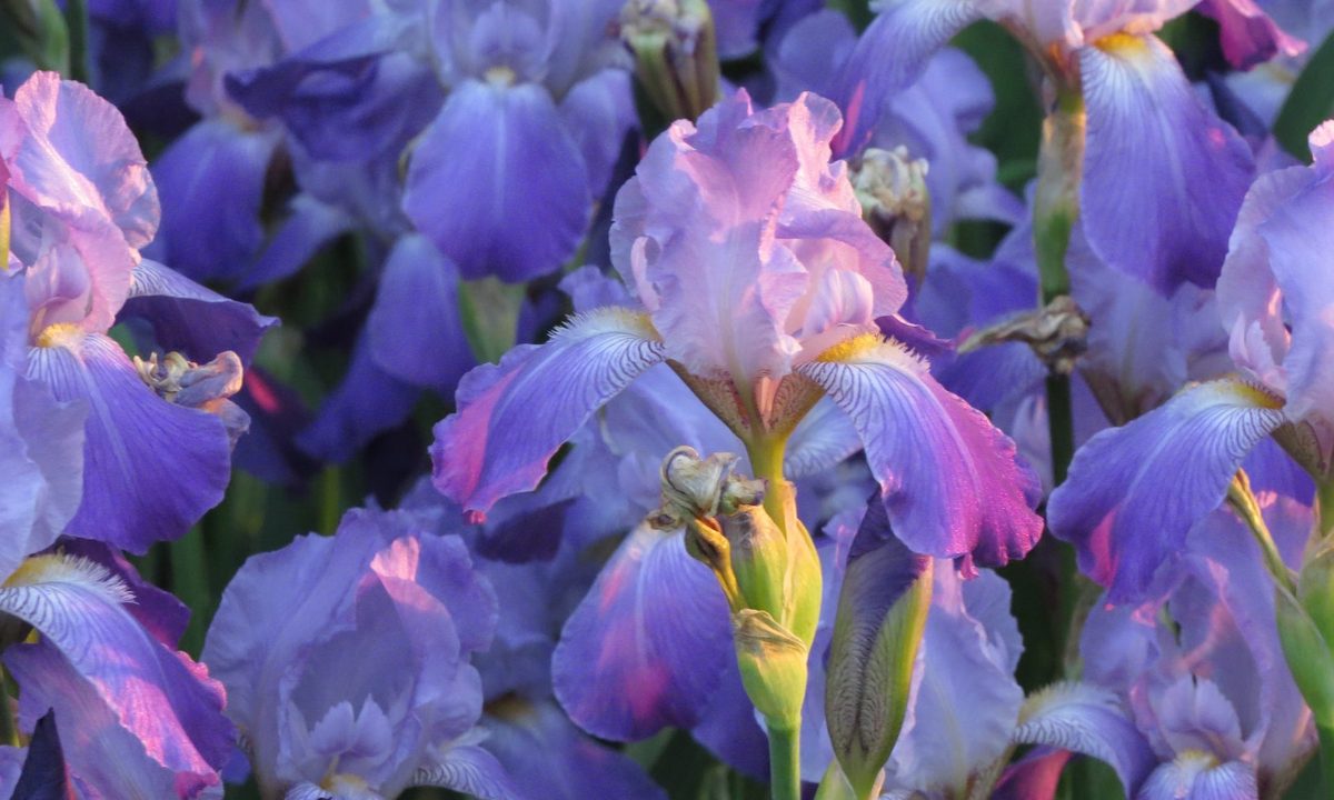 Purple iris flowers