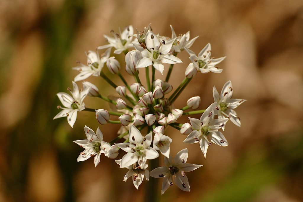 White garlic chives flower