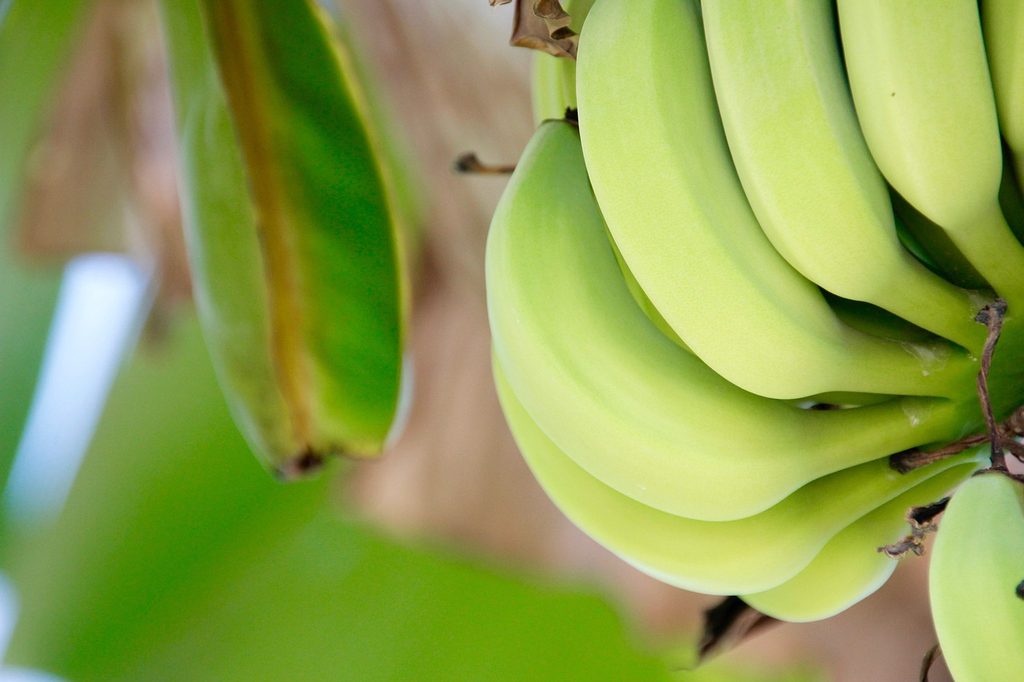 Green bananas growing on a tree