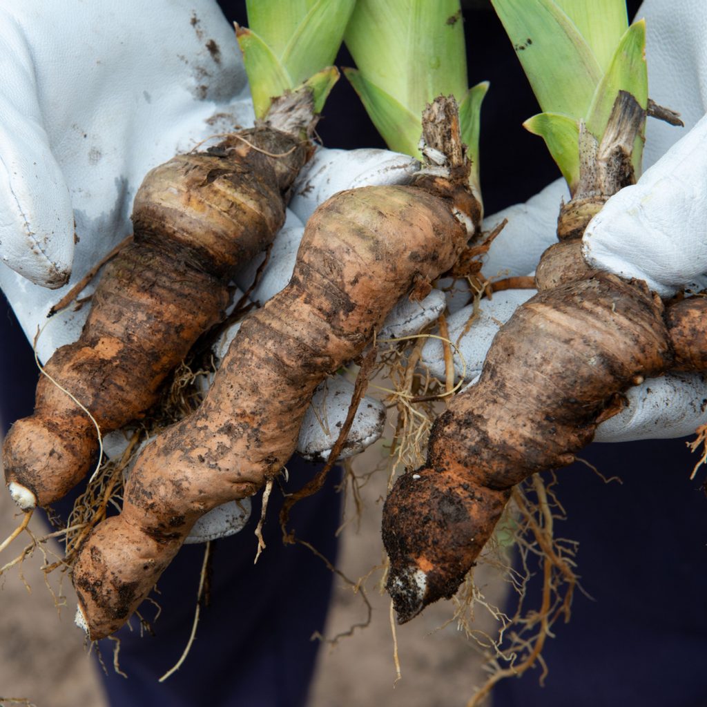 Hand holding iris rhizomes
