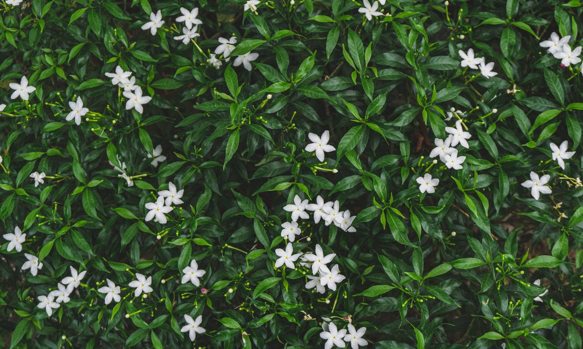 Jasmine in bloom