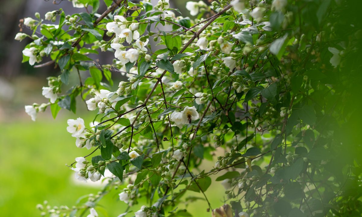 Jasmine flowers
