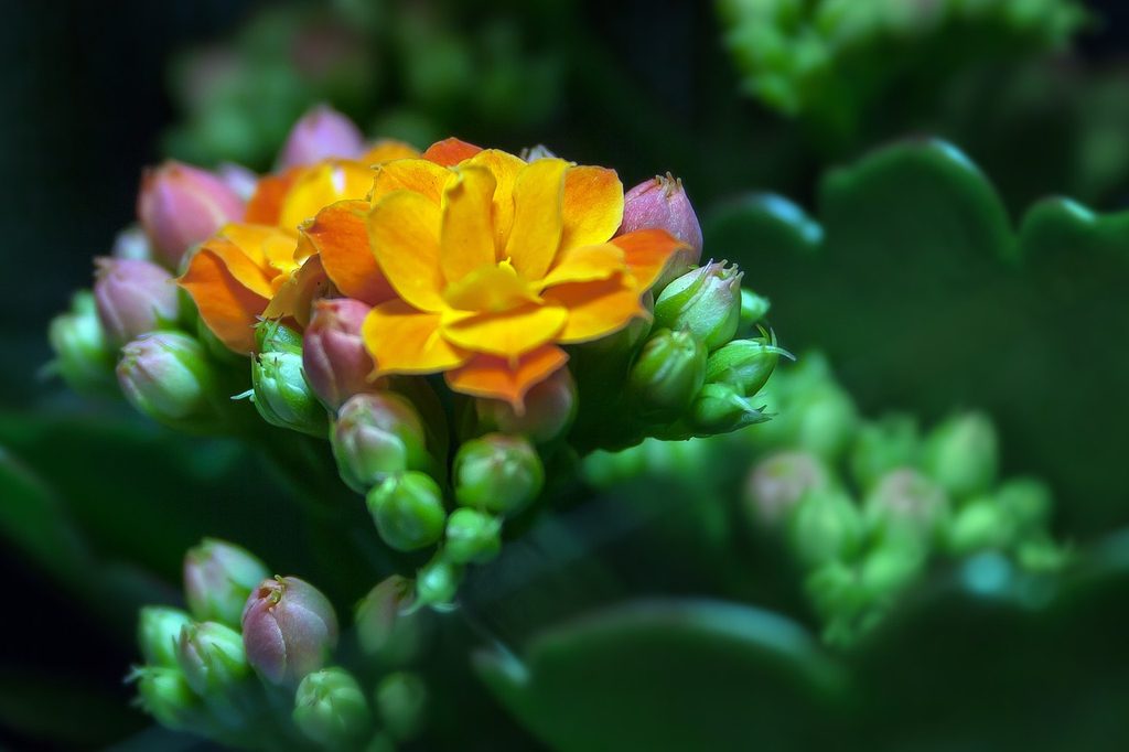 Kalanchoe blossfeldiana flower buds and one yellow flower