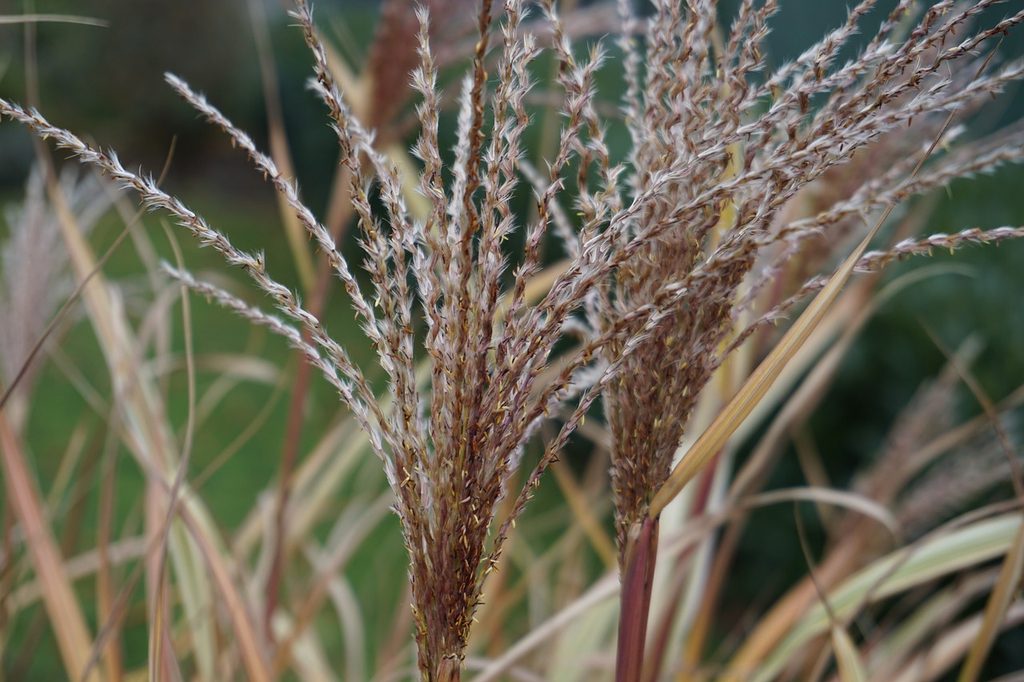 Little bluestem grass seed head in fall