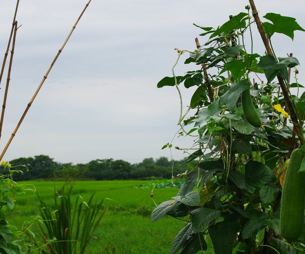 A loofah plant growing over a trellis