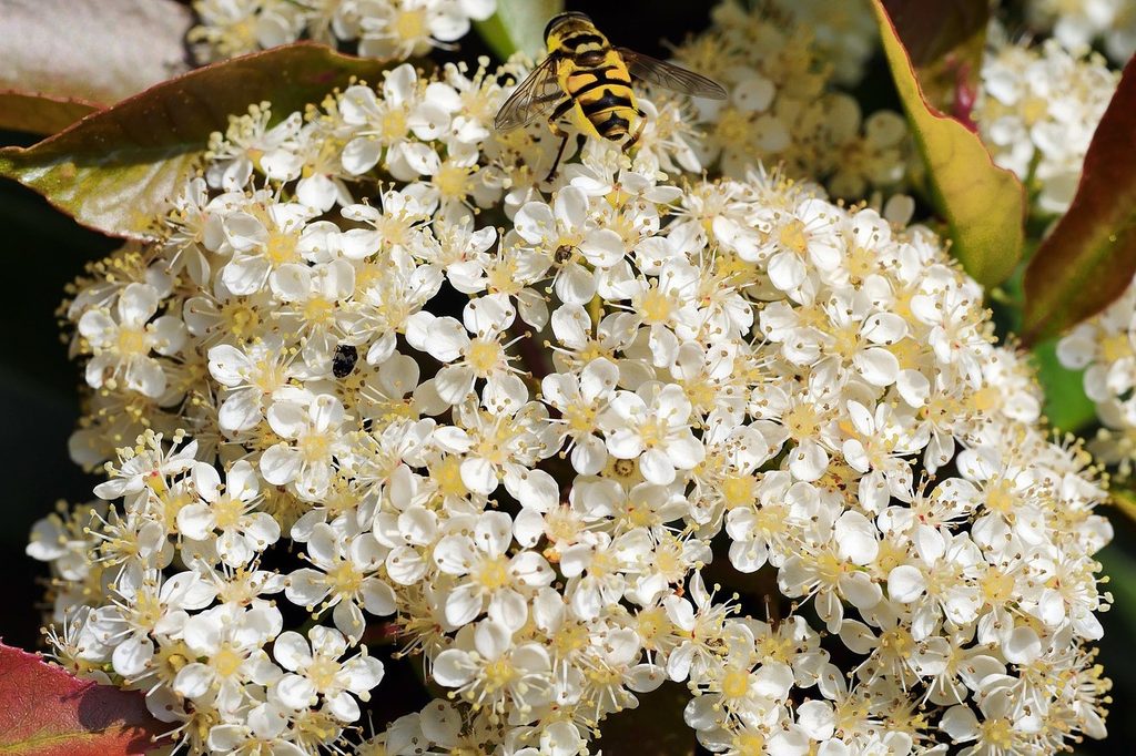 White loquat tree flowers