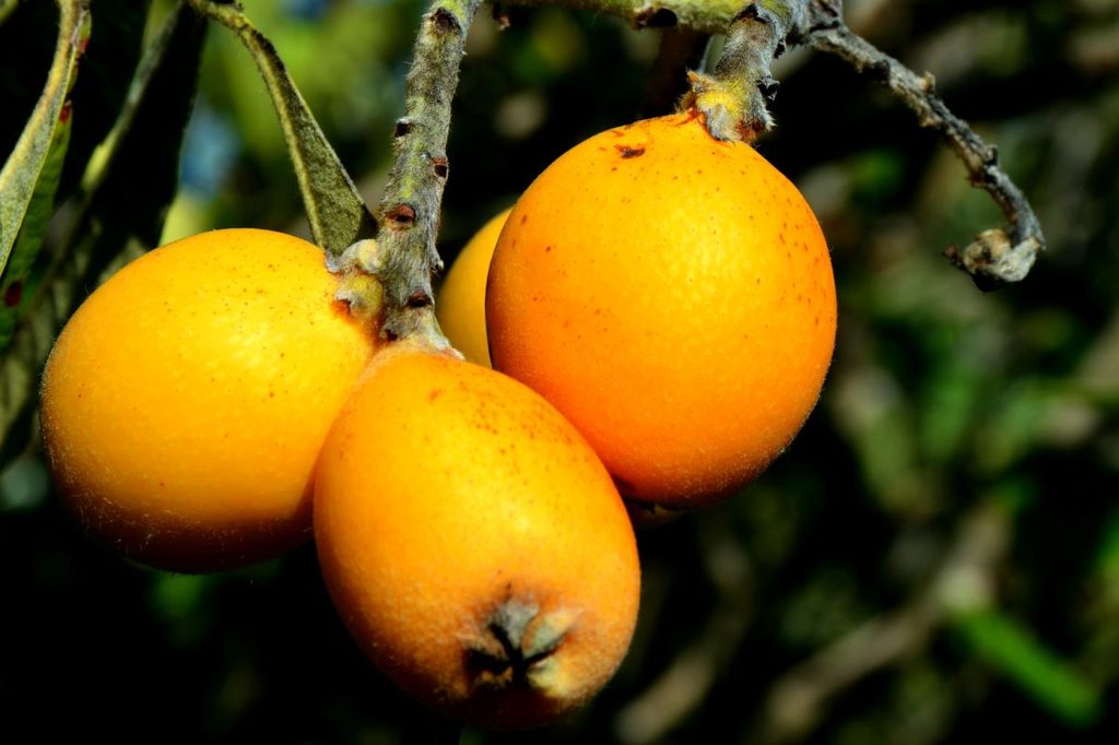 Ripe loquat fruit