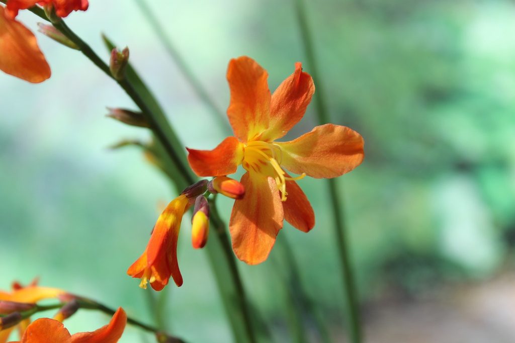 Orange crocosmia flowers