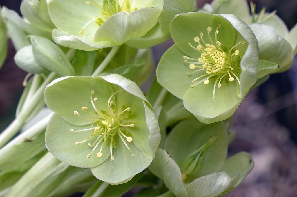 Light green hellebore flowers