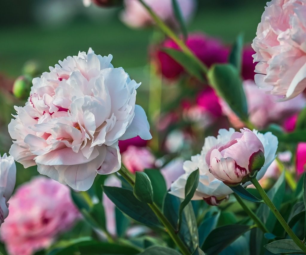 Pink peony flowers