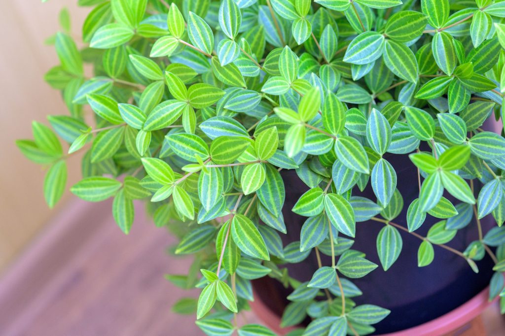 Peperomia angulata close-up