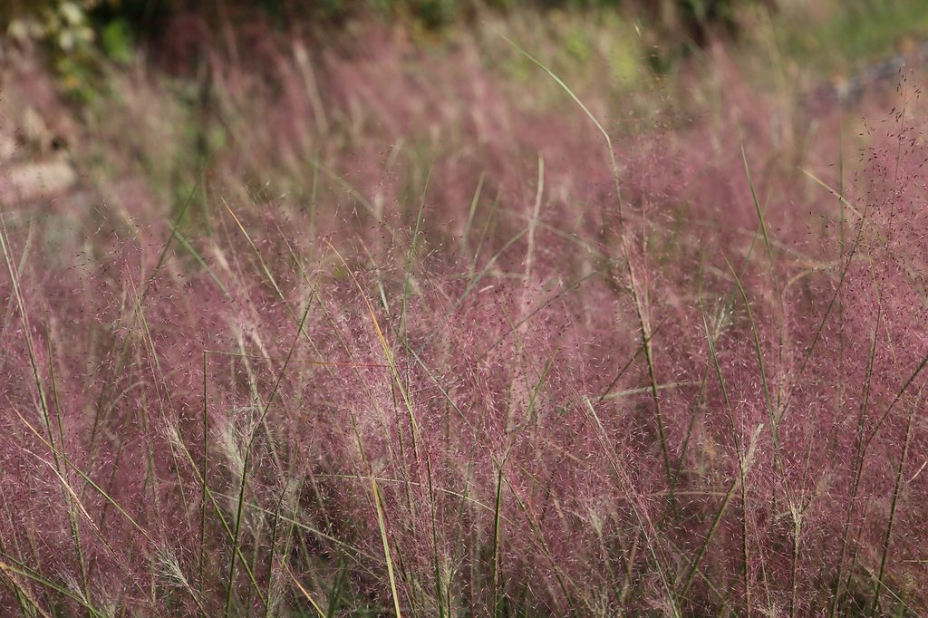 A field of pink muhly grass