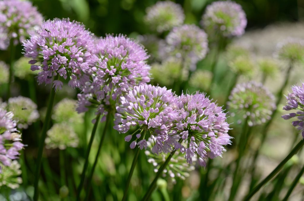 Purple pink allium flowers