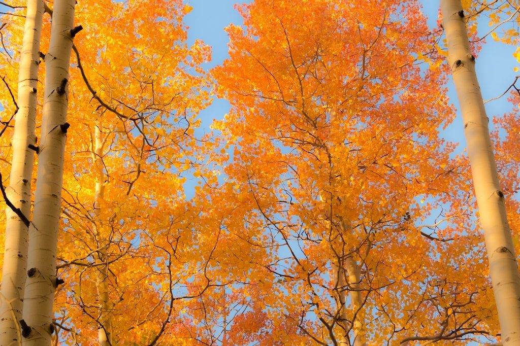 Quaking aspen trees