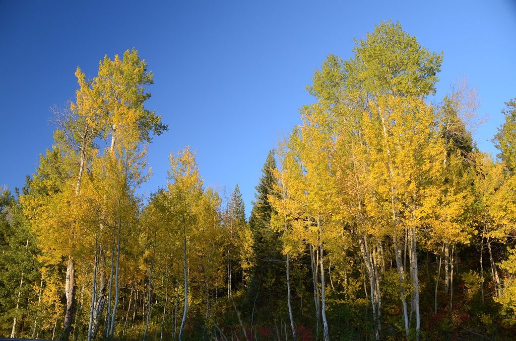 Quaking aspens in the fall