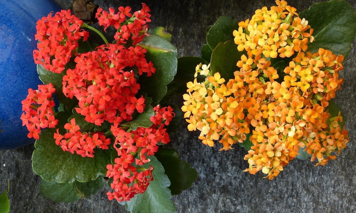 Red and yellow kalanchoe flowers
