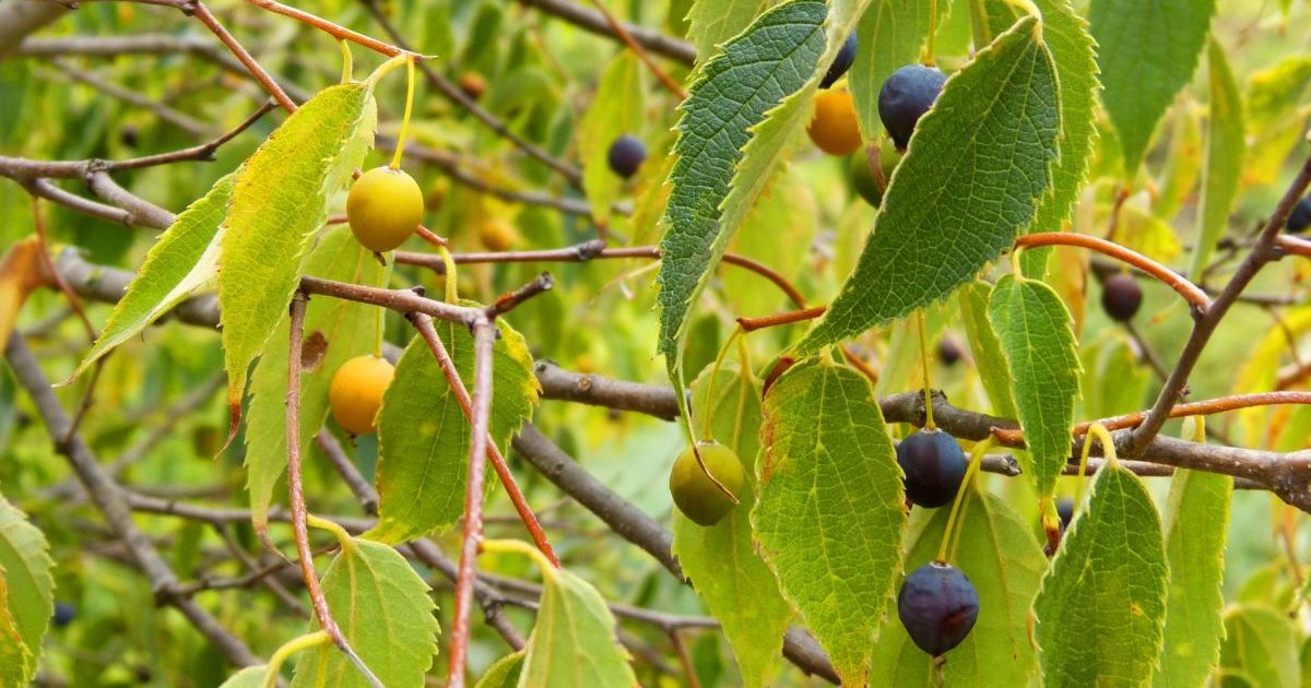 How To Grow and Care for Your Own Hackberry Trees | HappySprout