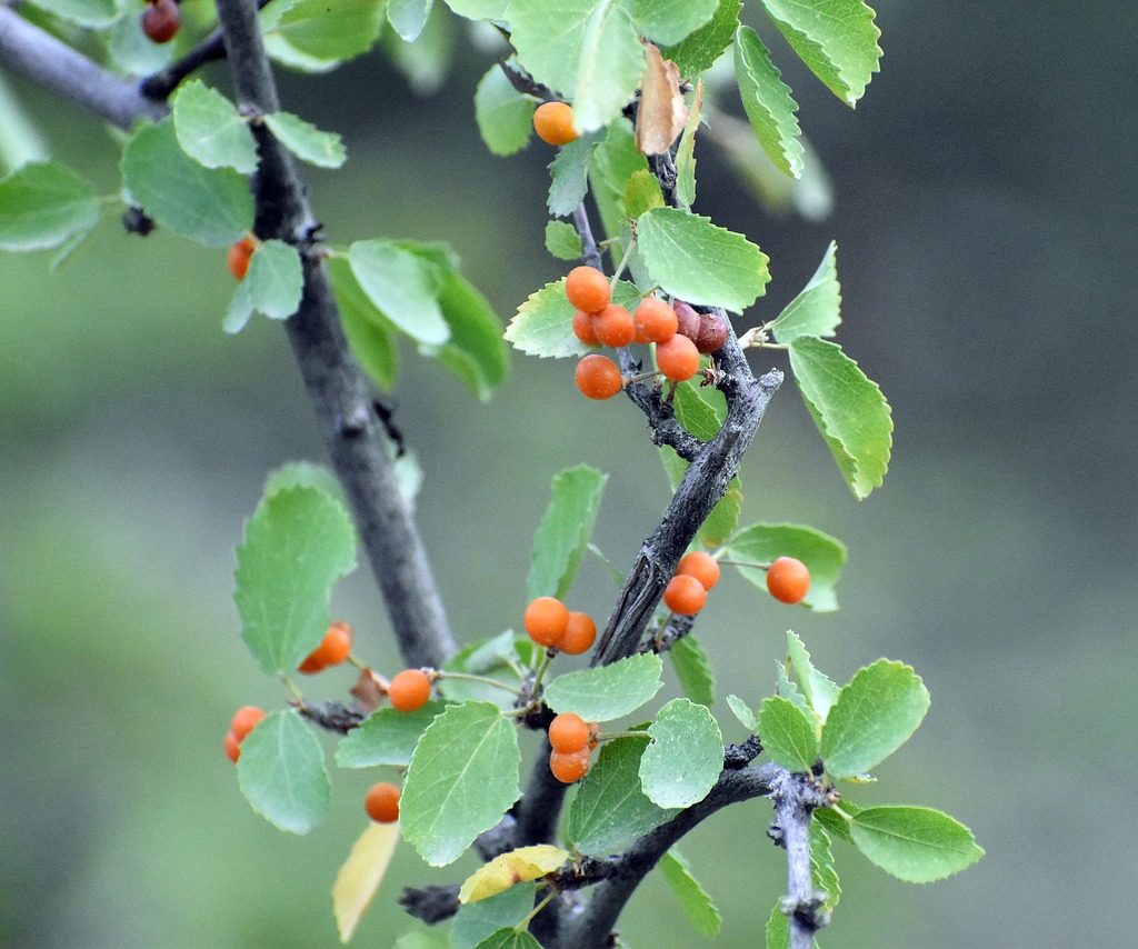 Spiny hackberry fruits ripening