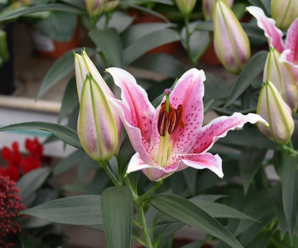 A stargazer lily just beginning to open with two buds next to it.