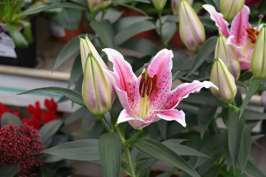 A stargazer lily just beginning to open with two buds next to it.