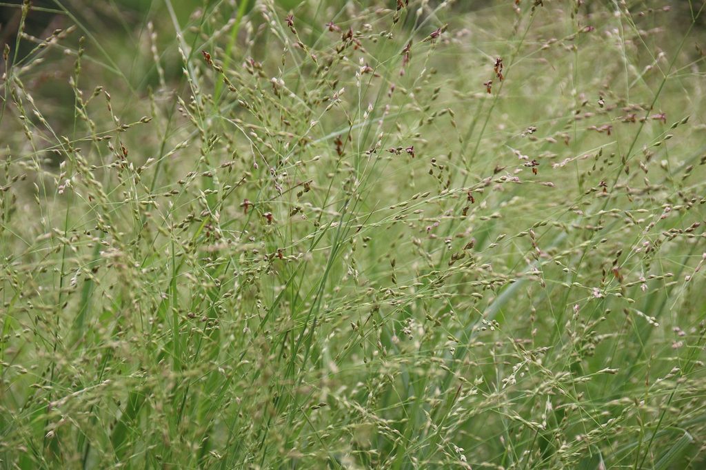 Switchgrass plants in a field