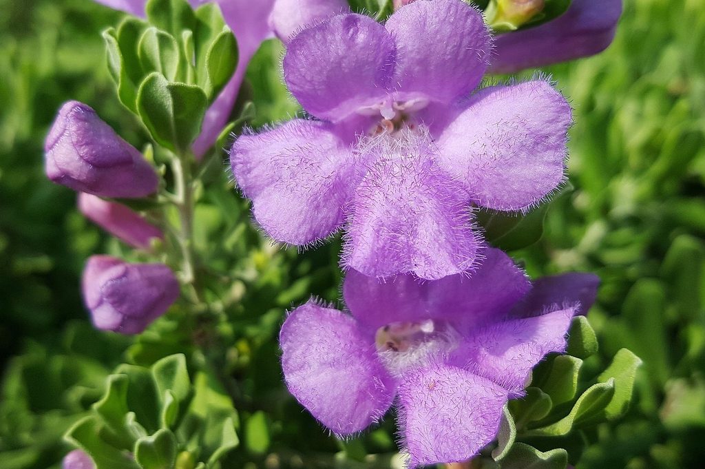 A pair of purple Texas sage flowers