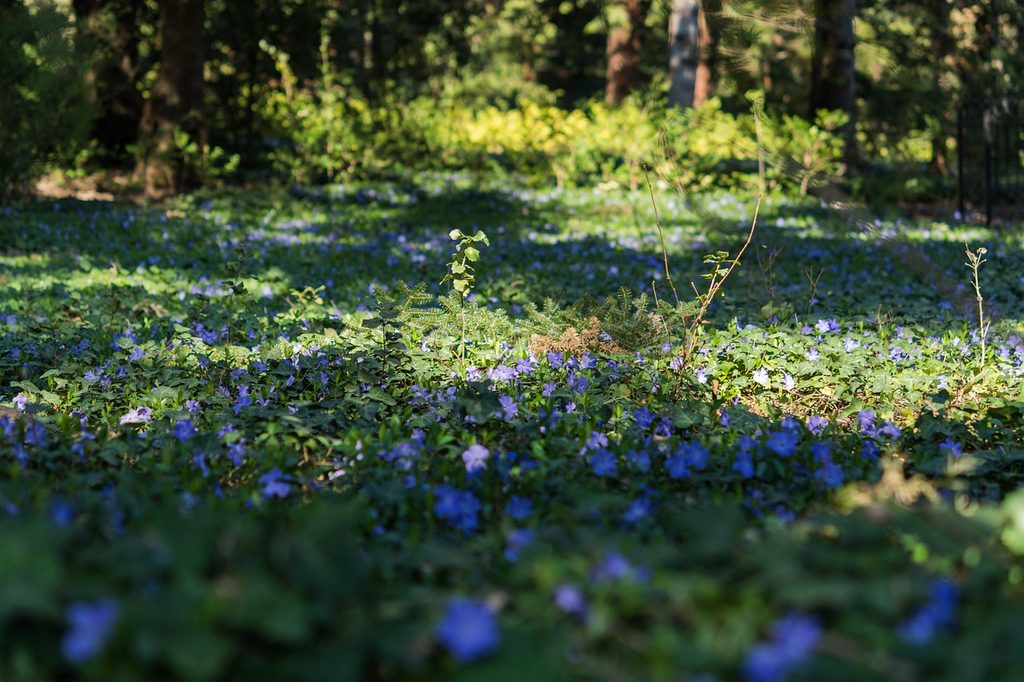 Vinca minor (periwinkle) covering the ground