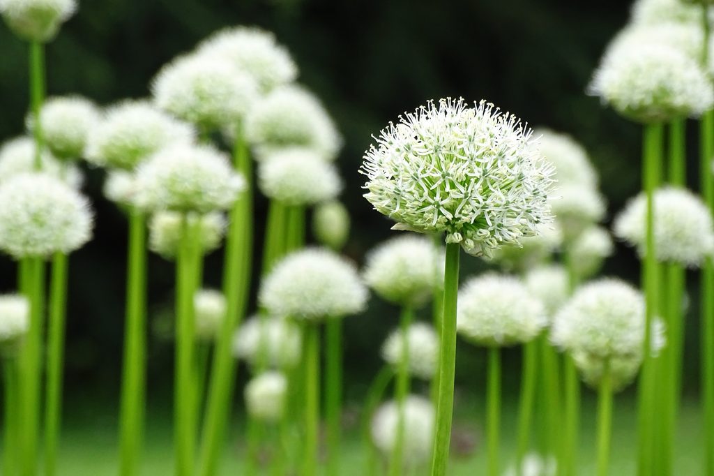 White allium flowers