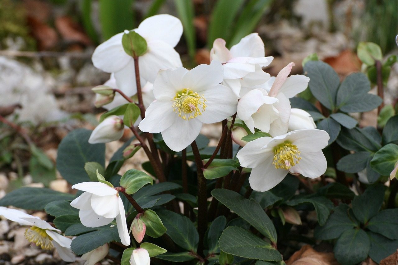 White hellebore flowers