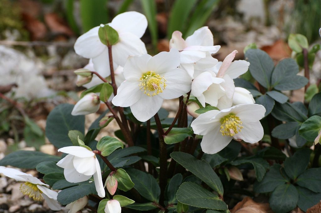 White hellebore flowers