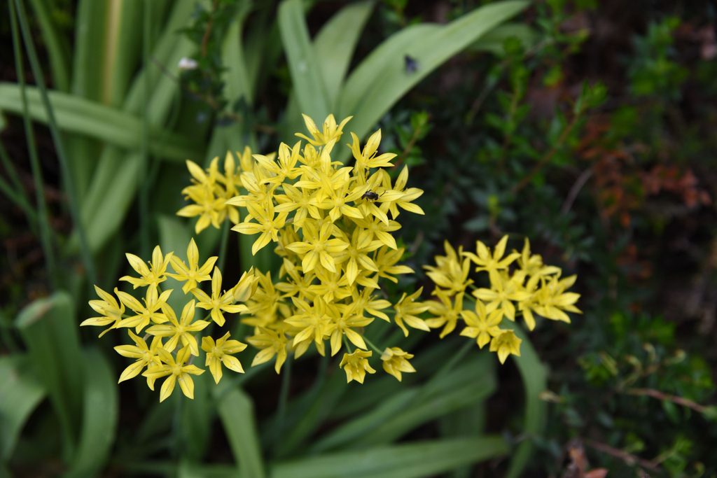 Yellow allium flowers