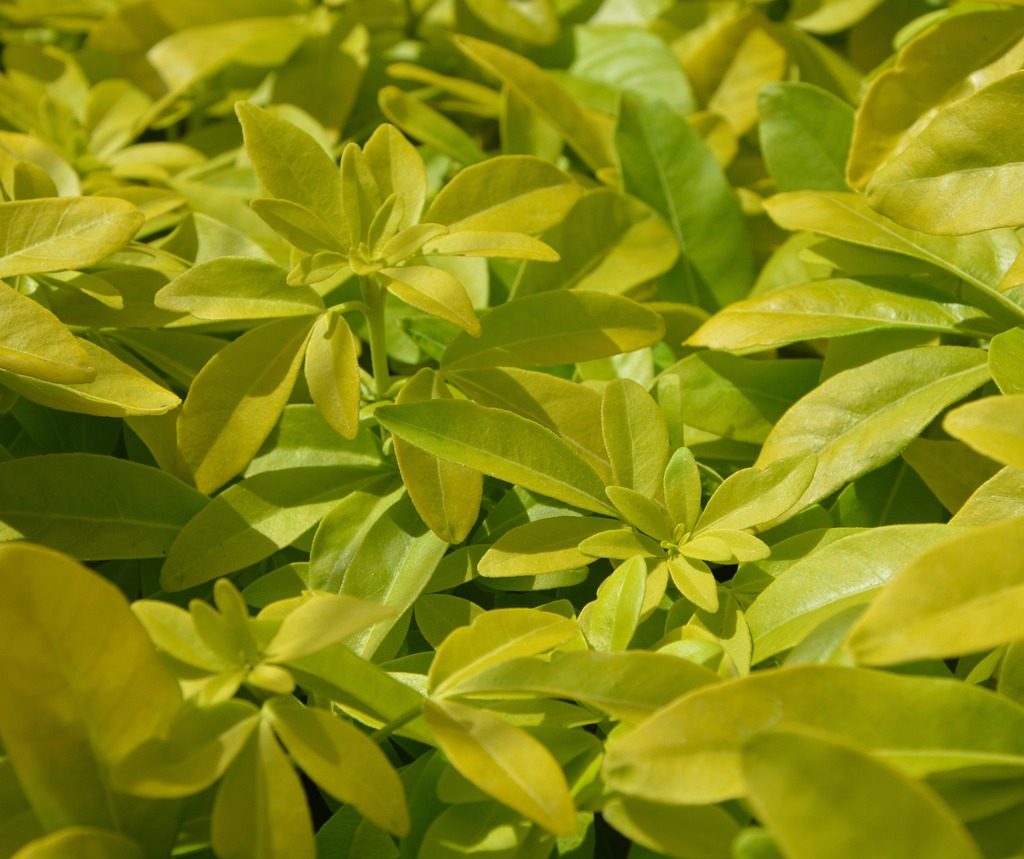 Pittosporum shrub with yellow-green leaves