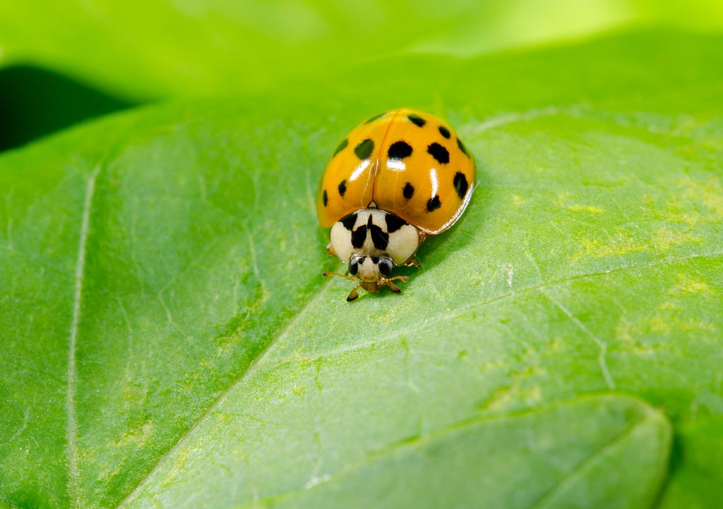 Asian lady beetle
