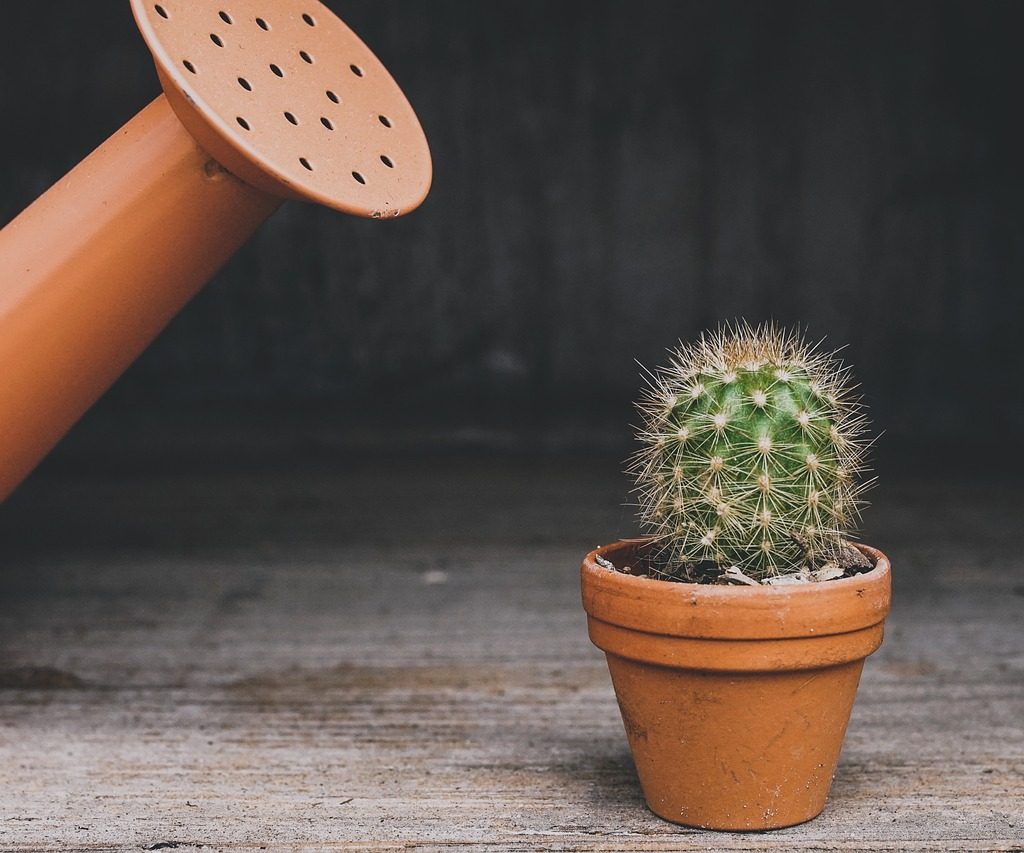 A small potted cactus next to an orange watering can