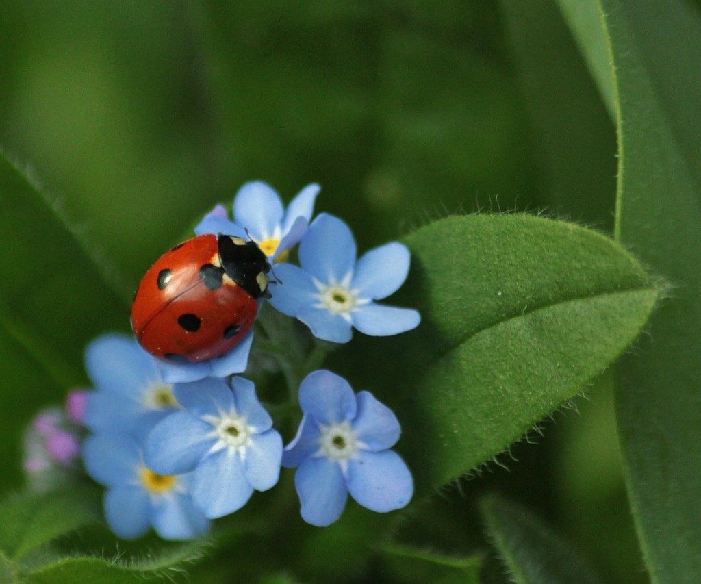 A ladybug on a forget-me-not