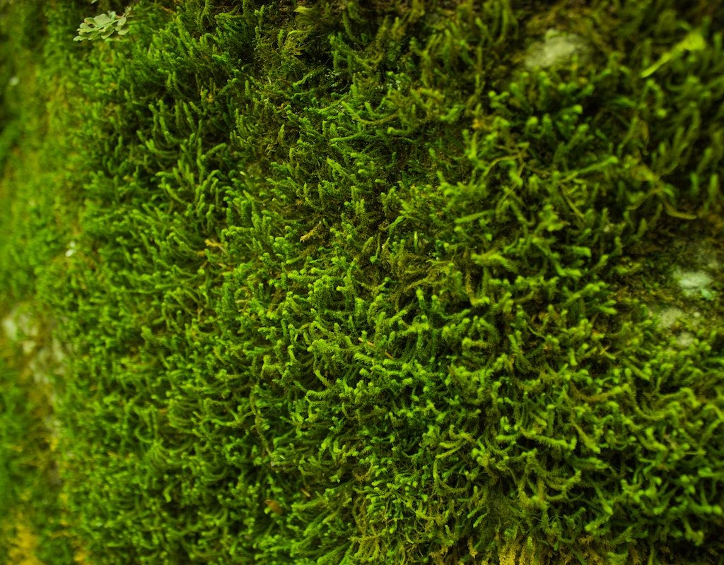Moss growing close-up