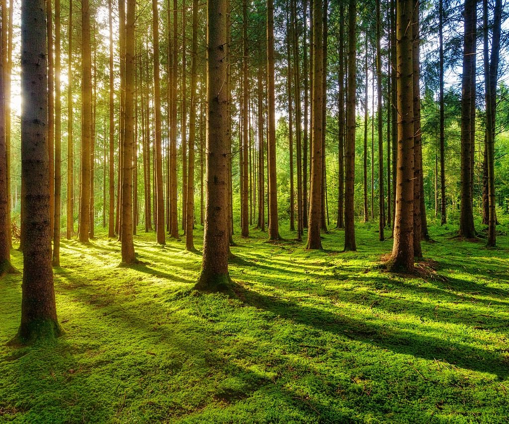 Moss growing in a forest at sunset